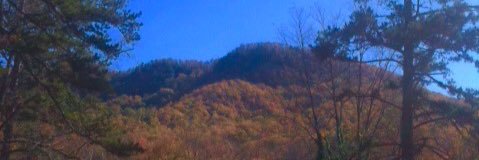 NFB of SouthCarolina banner