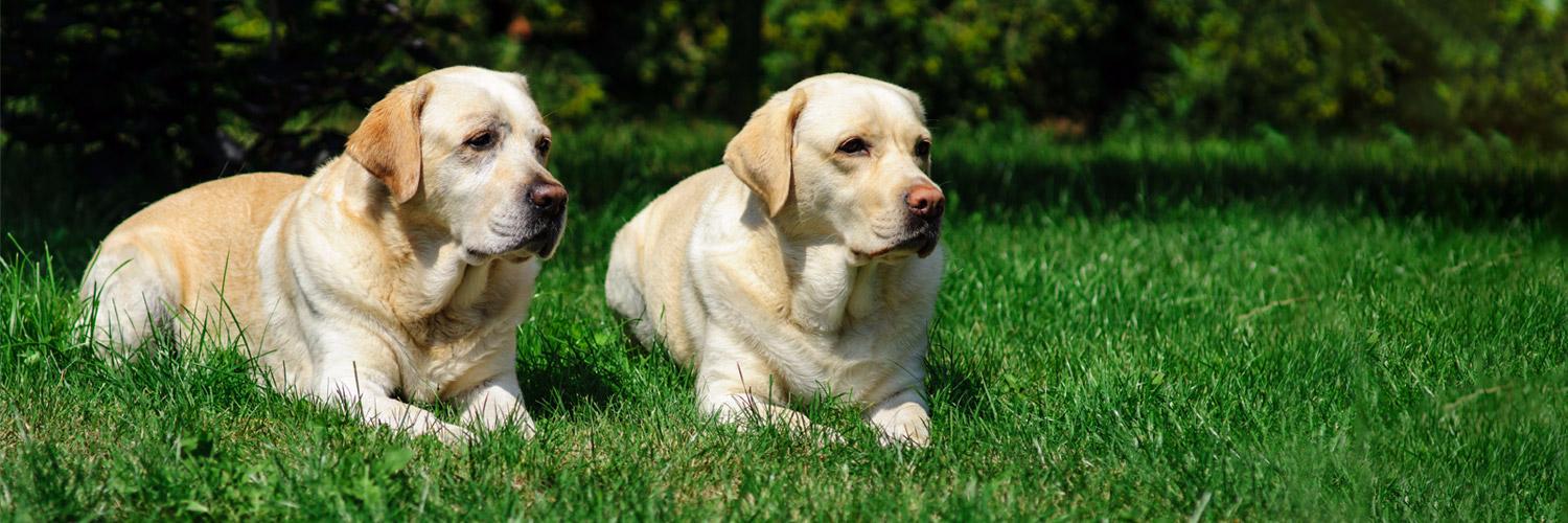 adopcje labradorów banner