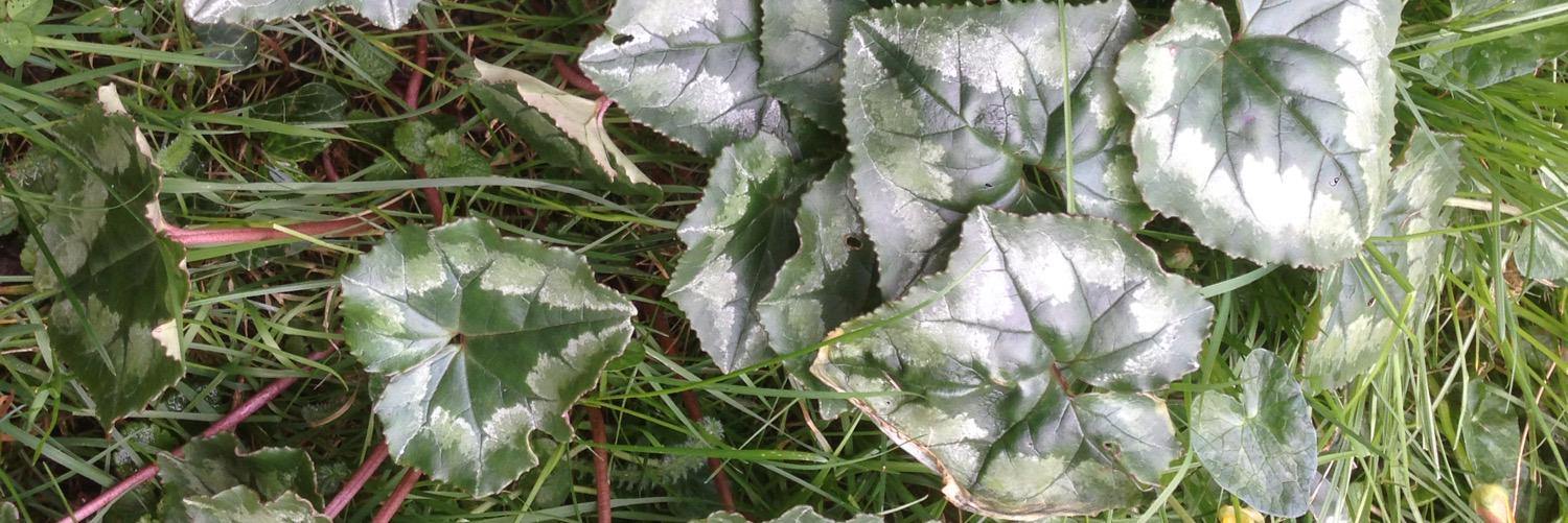SurreyBotany's profile banner image