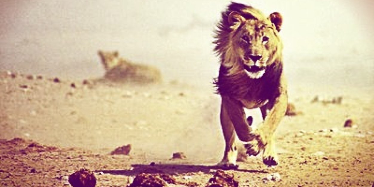 stopthelion's profile banner image