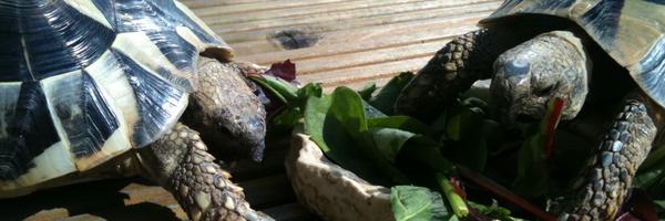 pdownes79 Profile Banner