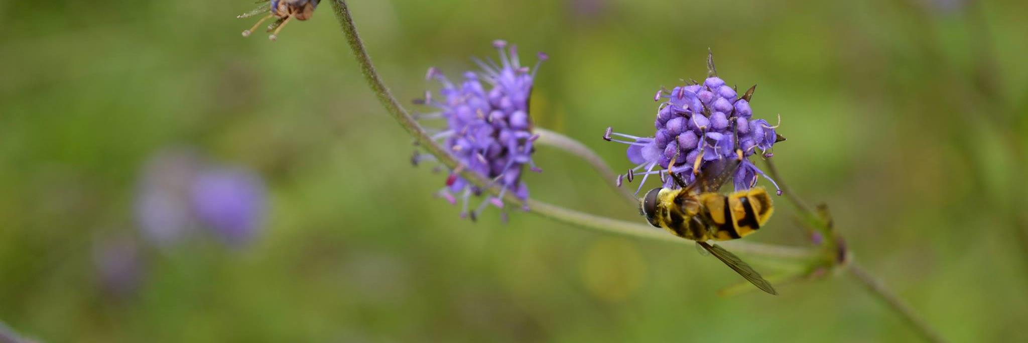 conservation_uk's profile banner image