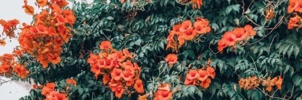 LeyFloress's profile banner image