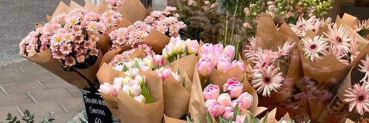 damaris banner