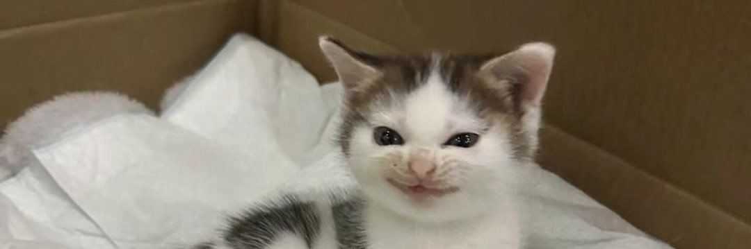 thiccmjolk's profile banner image
