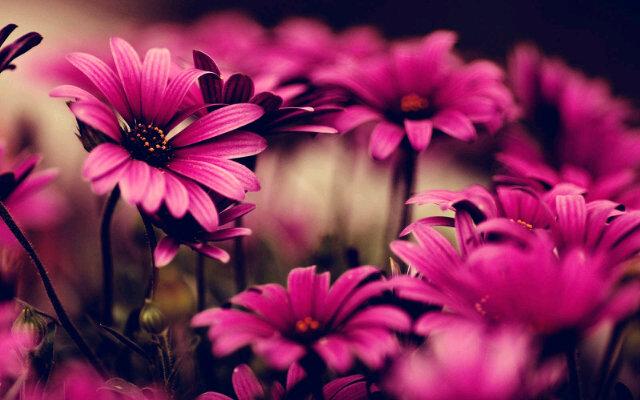 BalqisAfi's profile banner image