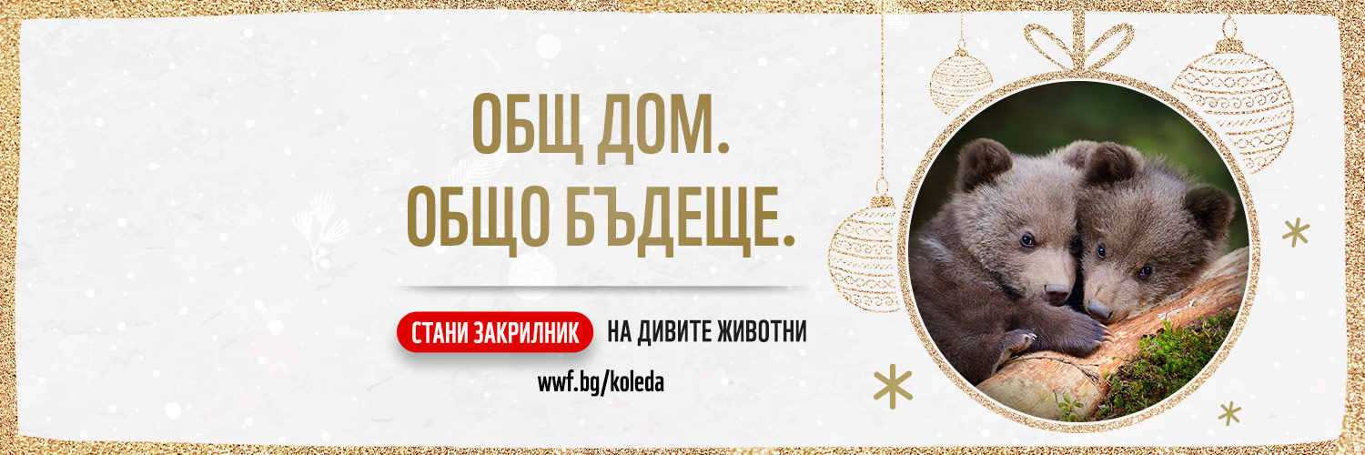vikdineff's profile banner image
