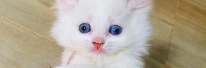 ali_abusugra's profile banner image