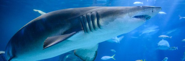 AdventureAqua Profile Banner