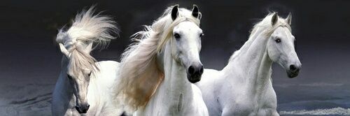 whitepaka's profile banner image