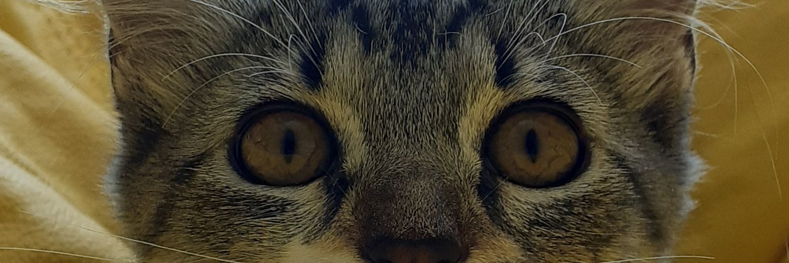 ny_morgana's profile banner image