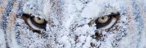 lucaspuntillo's profile banner image