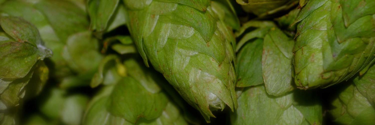 Oblivion Brewing Co banner