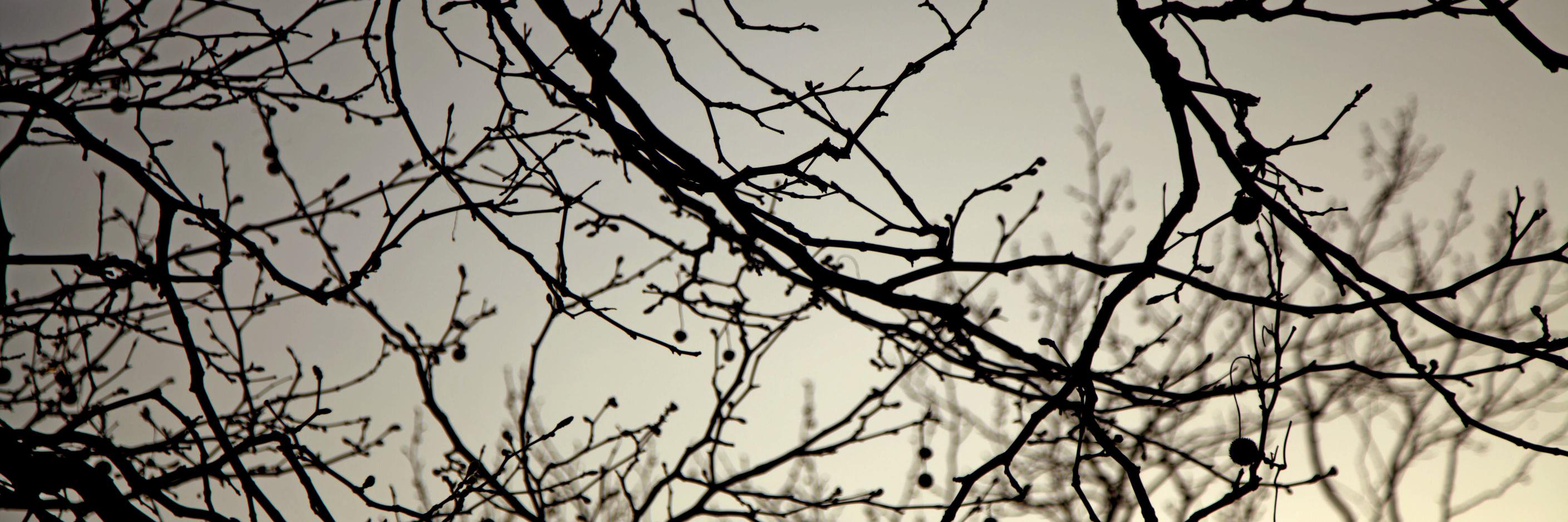 raituia's profile banner image