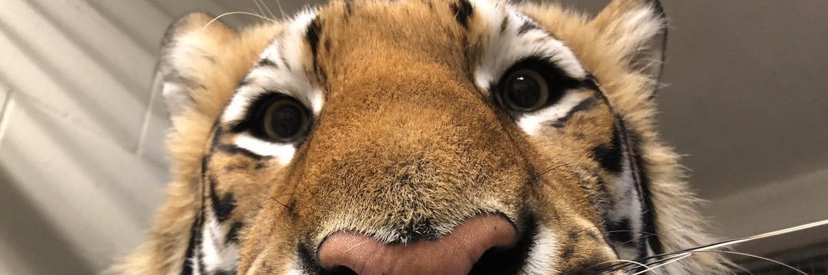 balasilv's profile banner image