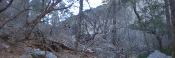 NephilimSoul15's profile banner image