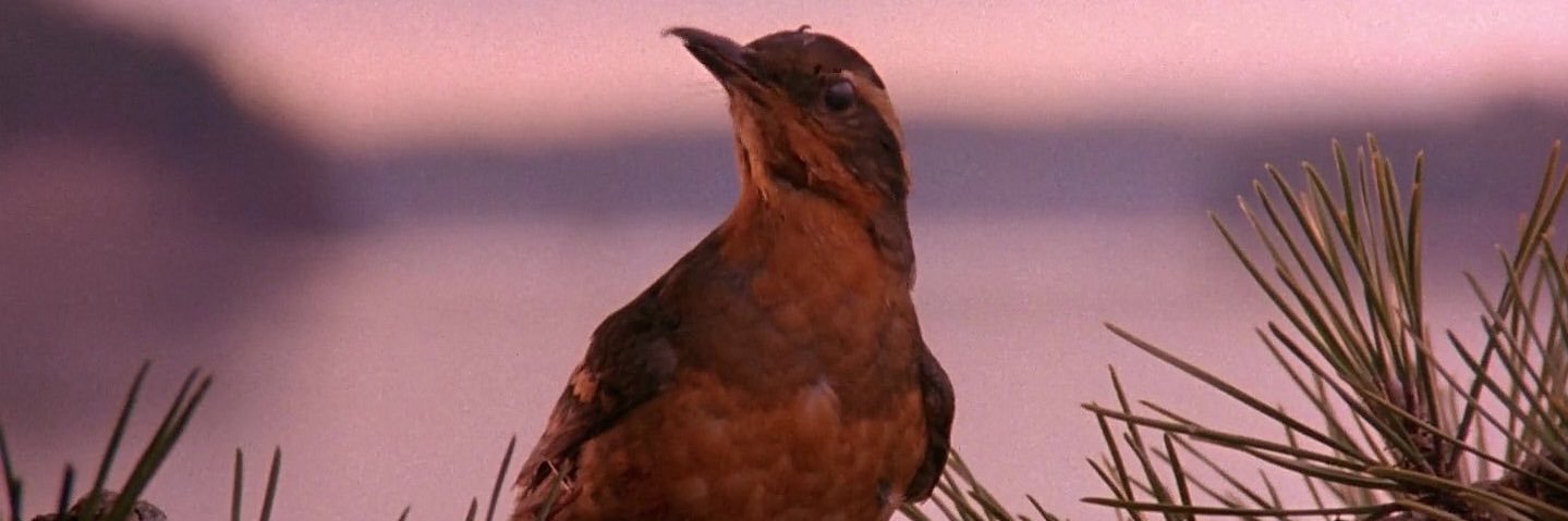 MIGUEL SANCHEZ banner