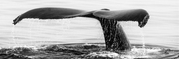 IncNaturalist Profile Banner