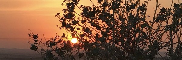 SimplyFroggy Profile Banner