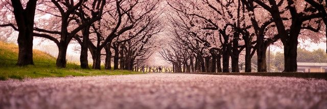 Miraa_Gigi's profile banner image