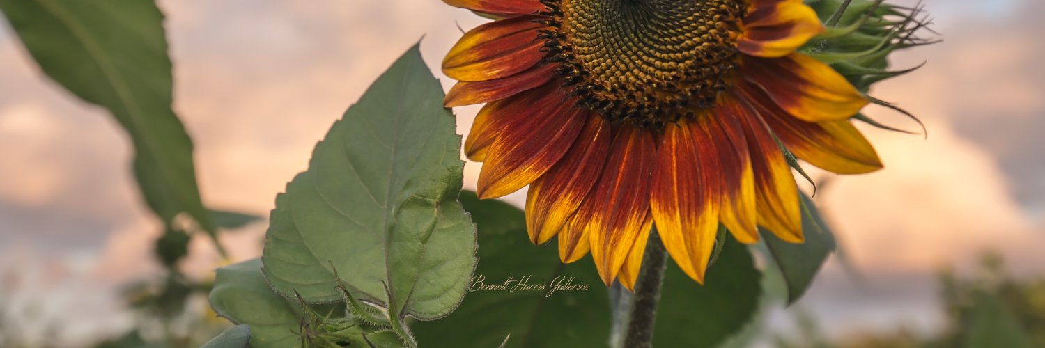 Nancyb248's profile banner image