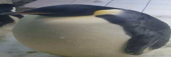 tuxbird Profile Banner