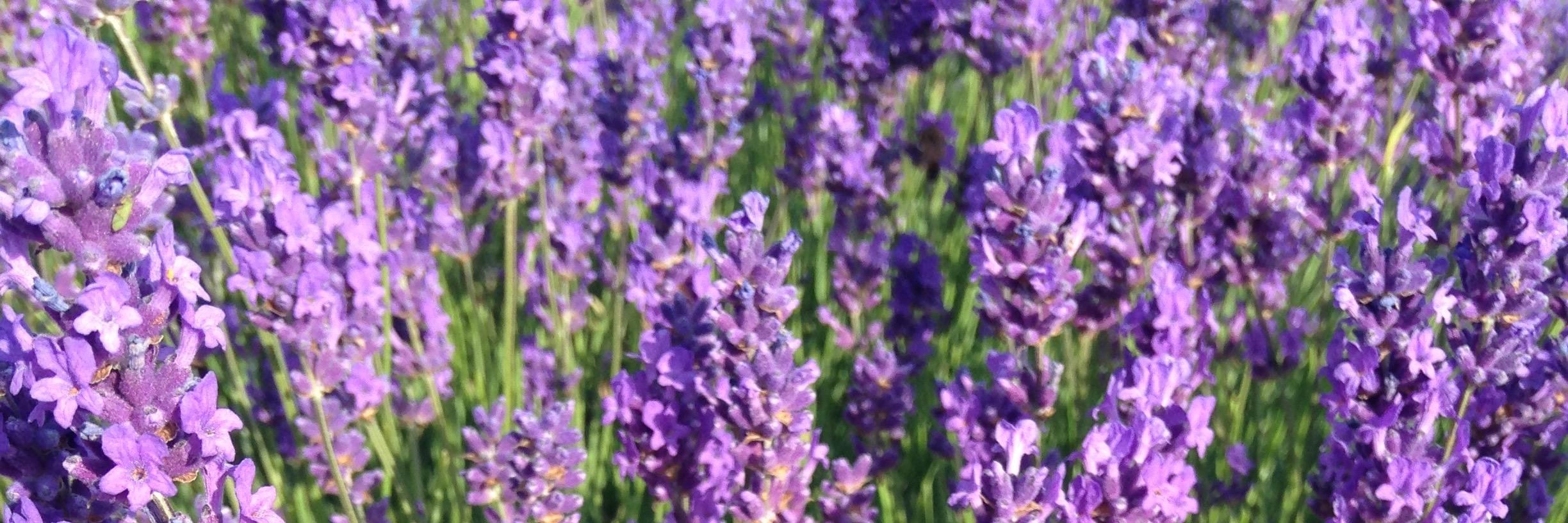 Running in Lavender banner