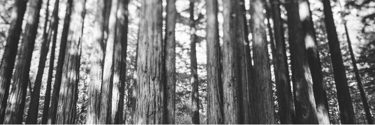 The Redwoods Music banner