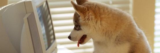 tmillerTopDogs's profile banner image