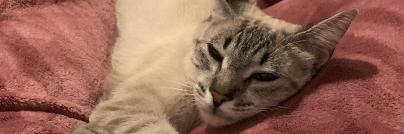 Biaozao's profile banner image