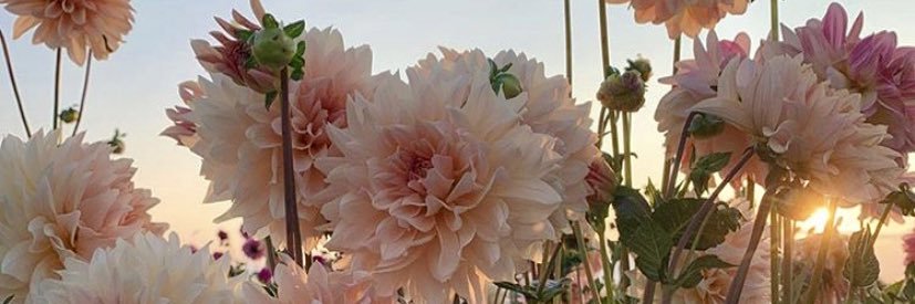 CrazyEdGirl's profile banner image