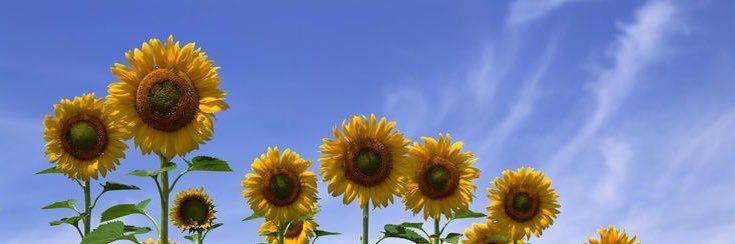 Jen 🧚🏻‍♀️☀️ banner