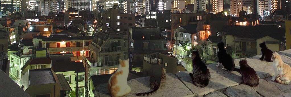 nekosan1100's profile banner image