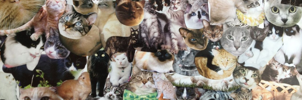 bapandcats's profile banner image