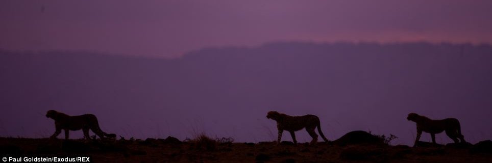 IranPost's profile banner image