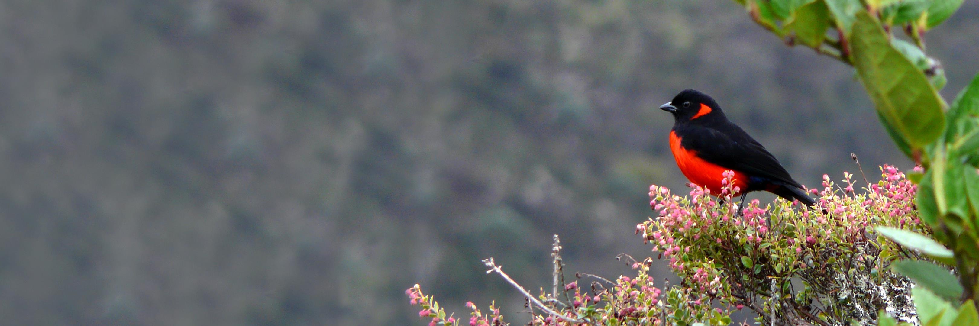 Neotropical Birding and Conservation banner