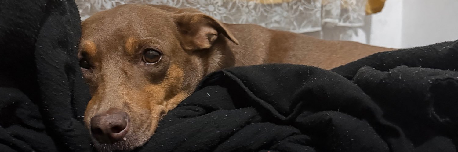 bizzygu's profile banner image