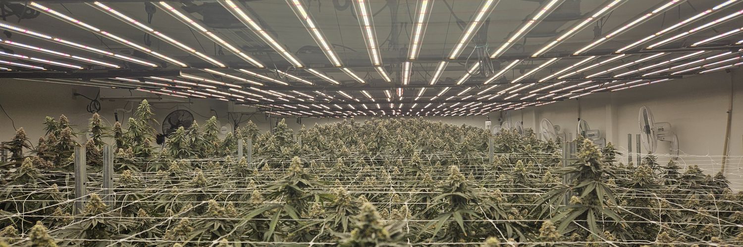 one love rebel banner