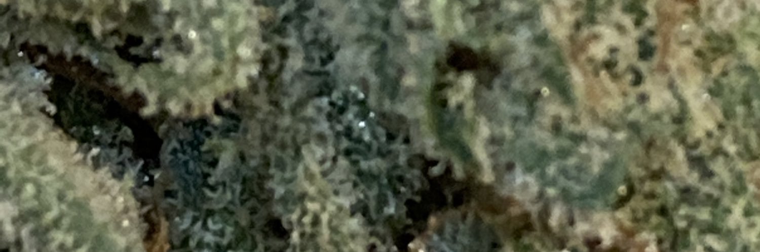 lonerbich's profile banner image