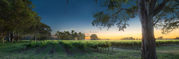 Bleasdale Vineyards Profile Banner