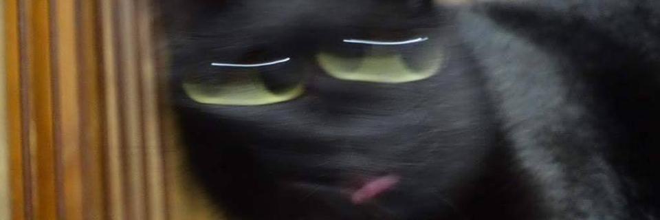 arvinroque's profile banner image