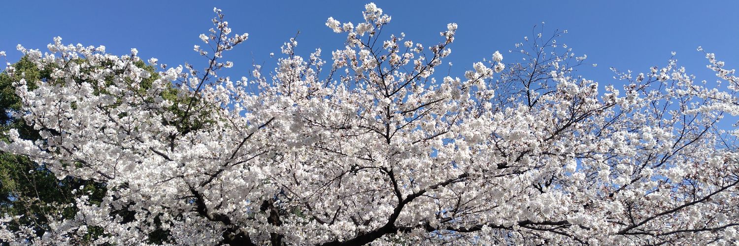chimm_no's profile banner image