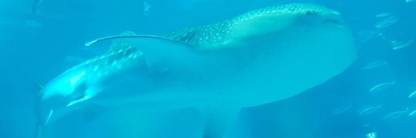 tomoko0913natu1 Profile Banner