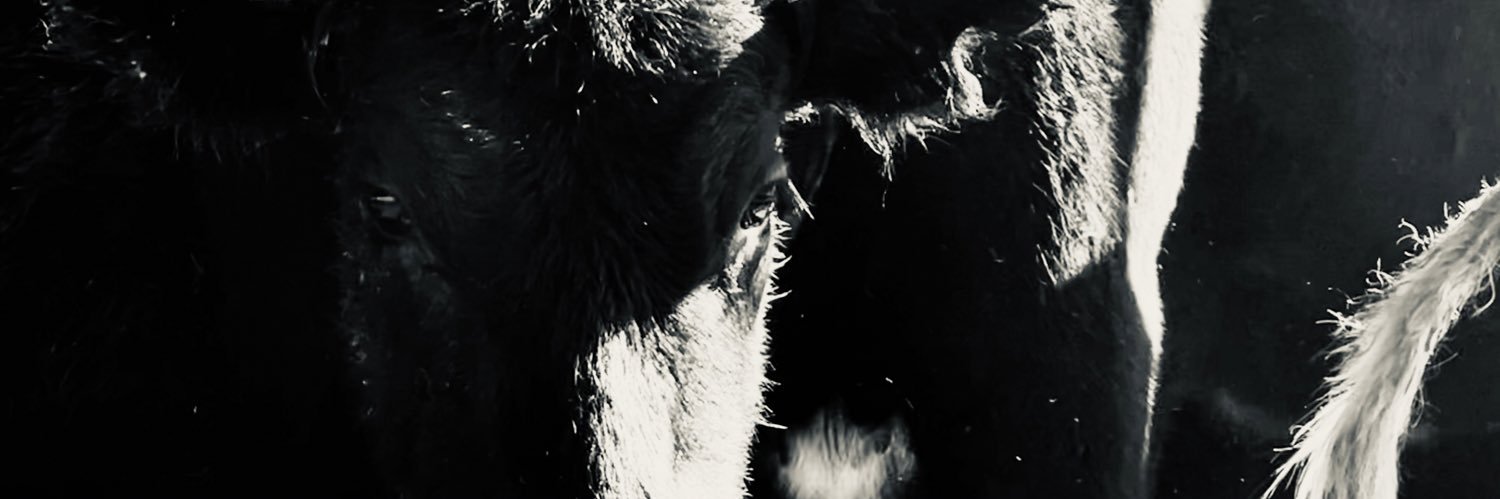 delfmuller's profile banner image