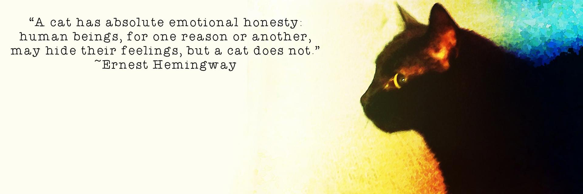 MiskerTheCat's profile banner image