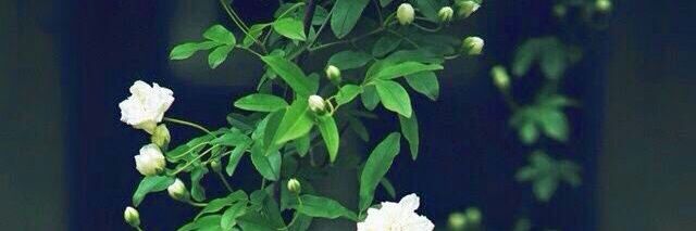 f36d17e79ebb4b7's profile banner image