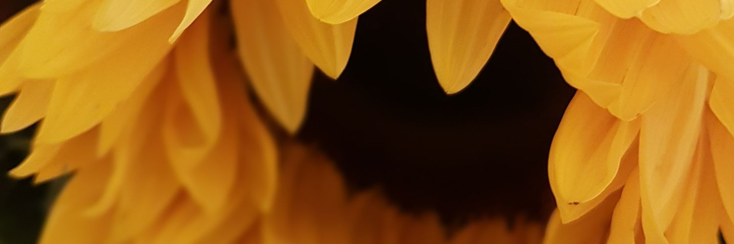 LibWP's profile banner image
