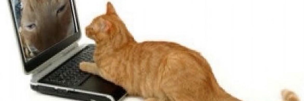 kellye0000's profile banner image