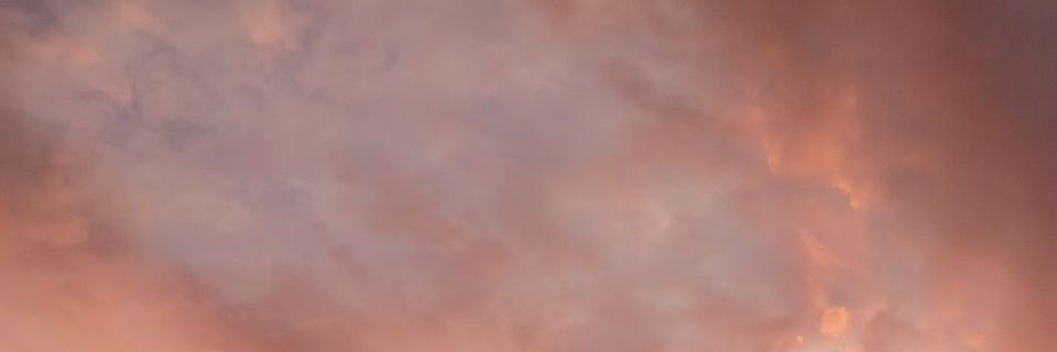 red rose banner