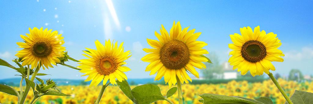 Hailey_Nguyen16's profile banner image